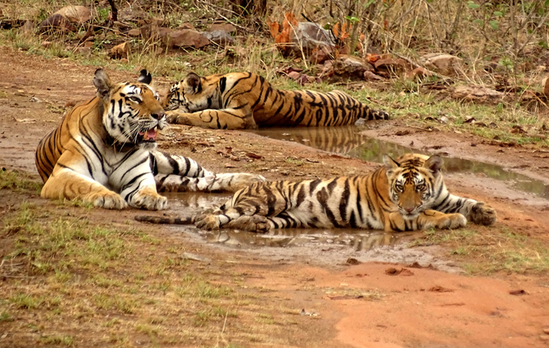 New Delhi to Panna National Park tour package